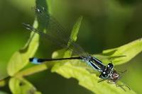 Ischnura elegans