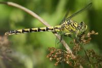 Onychogomphus forcipatus