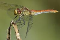 Sympetrum sanguineum