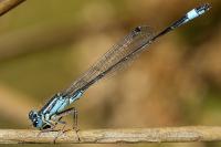 Ischnura elegans