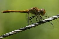Sympetrum striolatum