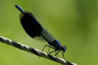 Calopteryx splendens