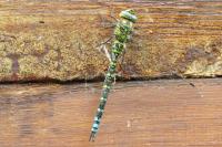 Aeshna cyanea