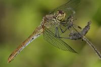 Sympetrum sanguineum