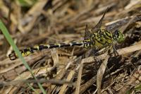 Onychogomphus forcipatus