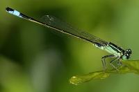 Ischnura elegans