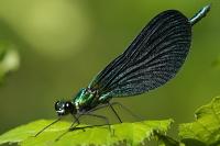 Calopteryx virgo