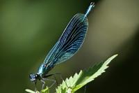 Calopteryx splendens