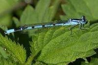 Enallagma cyathigerum