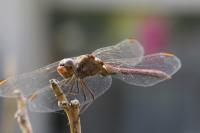 Sympetrum meridionale