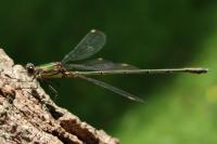 Chalcolestes viridis
