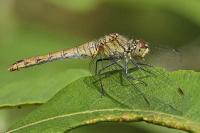 Sympetrum sanguineum