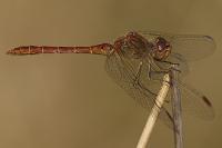 Sympetrum meridionale