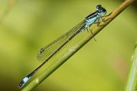 Ischnura elegans