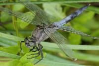 Orthetrum cancellatum