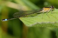 Ischnura elegans