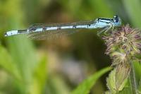 Enallagma cyathigerum