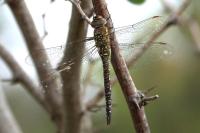 Aeshna mixta