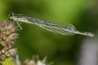 Ischnura elegans