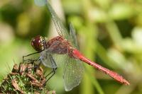 Sympetrum sanguineum