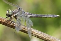 Orthetrum albistylum
