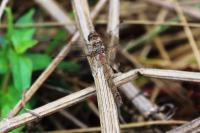 Sympetrum striolatum