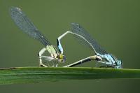 Ischnura elegans