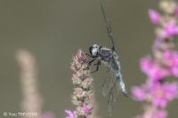 Libellula fulva