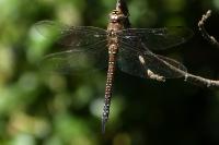 Aeshna mixta