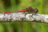 Sympetrum sanguineum