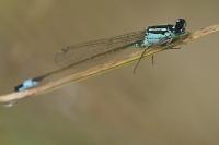 Ischnura elegans