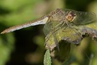 Sympetrum meridionale