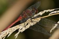 Sympetrum sanguineum