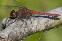 Sympetrum sanguineum