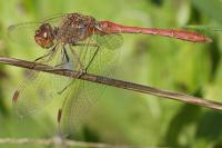 Sympetrum meridionale