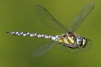 Aeshna mixta
