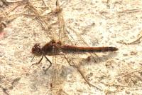 Sympetrum striolatum