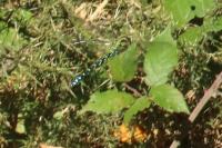 Aeshna cyanea