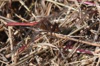 Sympetrum meridionale