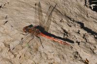 Sympetrum striolatum
