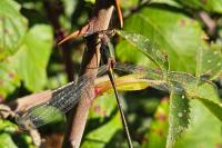 Chalcolestes viridis