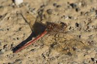 Sympetrum striolatum