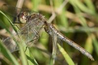 Sympetrum striolatum