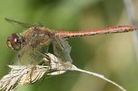 Sympetrum striolatum
