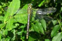 Gomphus graslinii