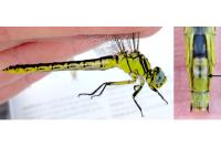 Gomphus graslinii