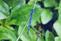Erythromma lindenii