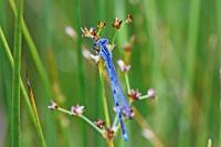 Erythromma lindenii