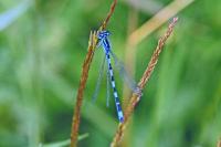 Coenagrion mercuriale