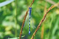 Coenagrion mercuriale